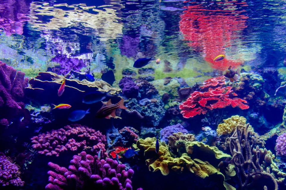 Color Underwater | Shutterbug